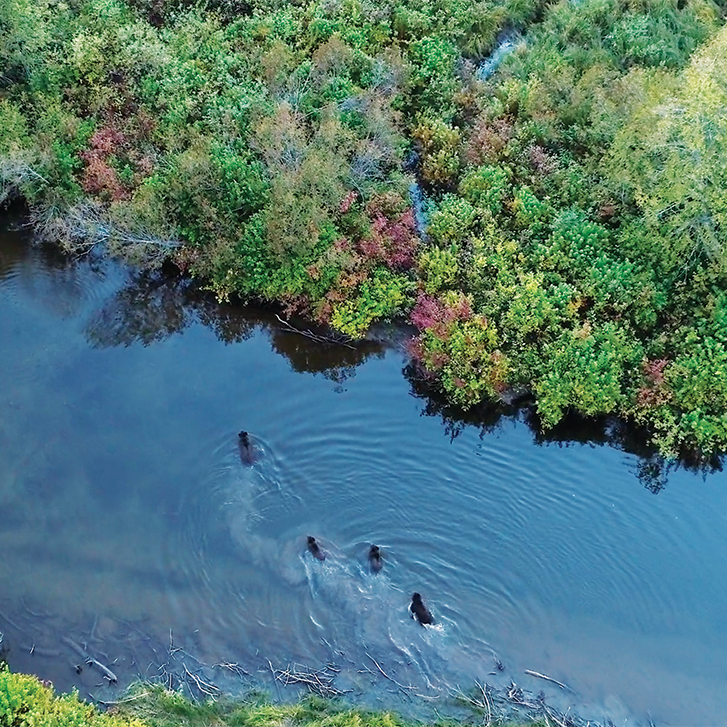 4 grizzly bears fishing on Hanna Creek