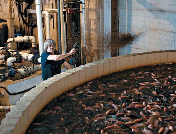 23 Commercial Fish Farm Operations At Kimagro Fishfarming Ltd