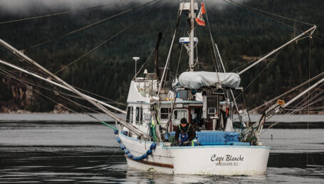 Salmon populations in the province are dwindling thanks to a number of different factors